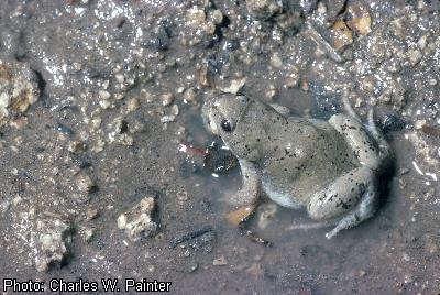 Great Plains Narrowmouth Toad