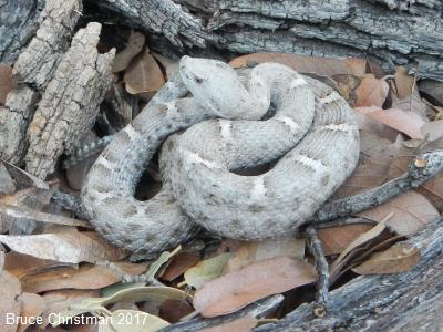 New Mexico Ridgenose Rattlesnake
