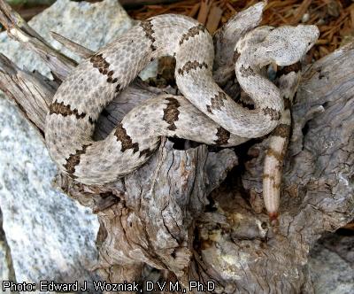 Mottled Rock Rattlesnake