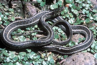 Northern Mexican Garter Snake