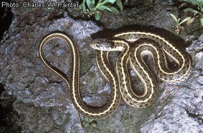 Plains Garter Snake