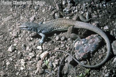 Gray-Checkered Whiptail