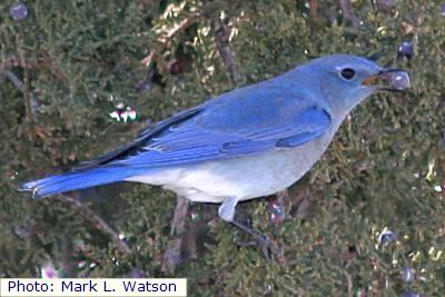 Mountain Bluebird