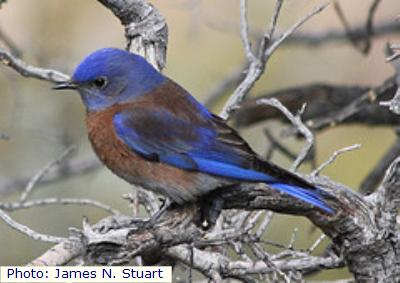 Western Bluebird