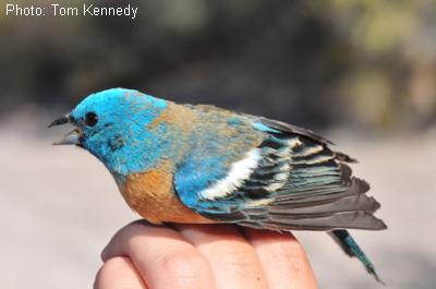 Lazuli Bunting