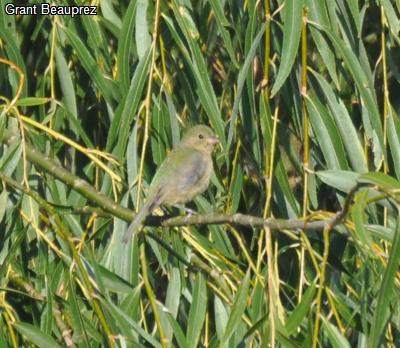 Painted Bunting