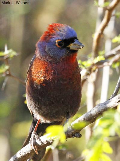 Varied Bunting