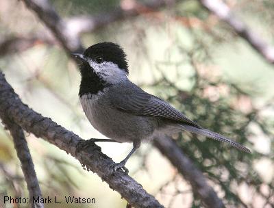 Mexican Chickadee