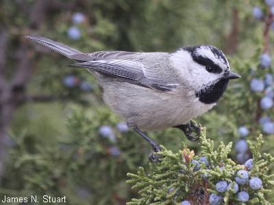 Mountain Chickadee