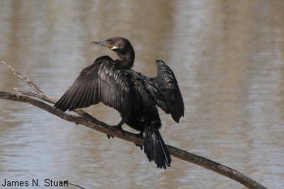 Neotropic Cormorant