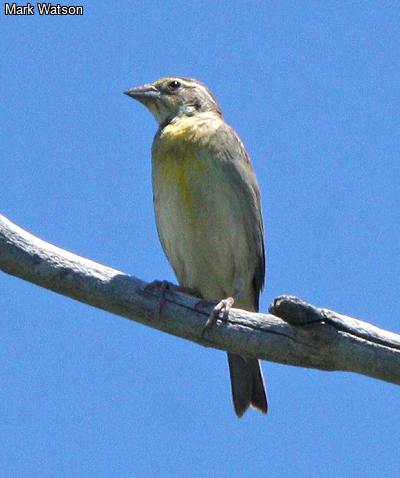 Dickcissel