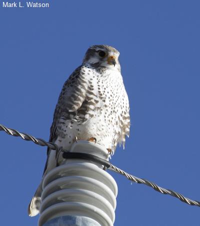 Prairie Falcon