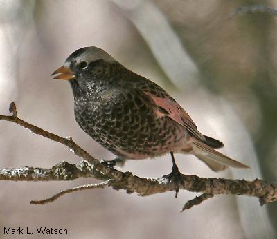 Black Rosy-Finch