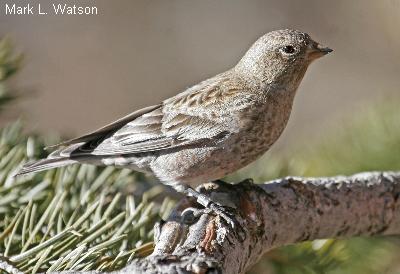 Brown-Capped Rosy-Finch