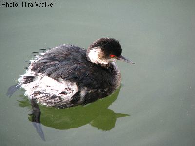 Eared Grebe