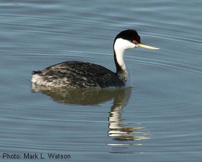 Western Grebe