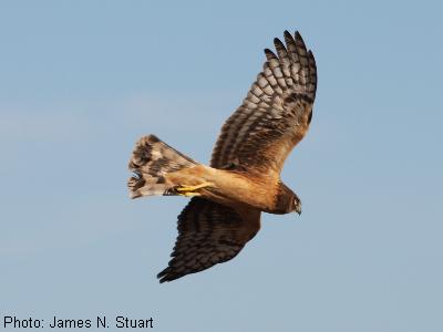 Northern Harrier