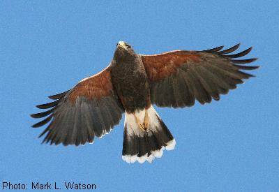 Harris's Hawk