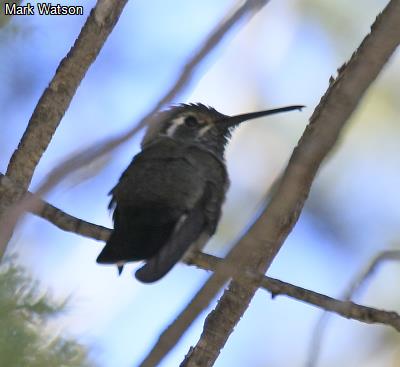 Blue-Throated Hummingbird