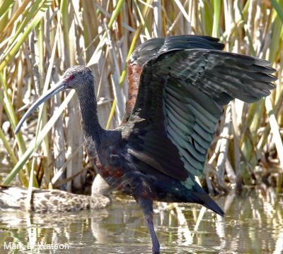 White-Faced Ibis