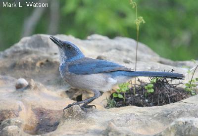 Woodhouse's Scrub-Jay