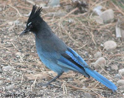 Steller's Jay