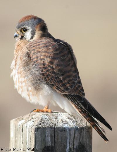 American Kestrel