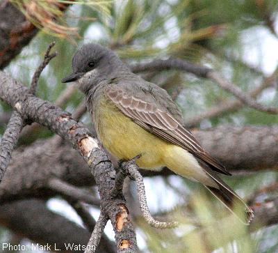 Cassin's Kingbird