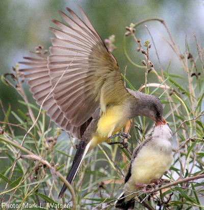 Western Kingbird