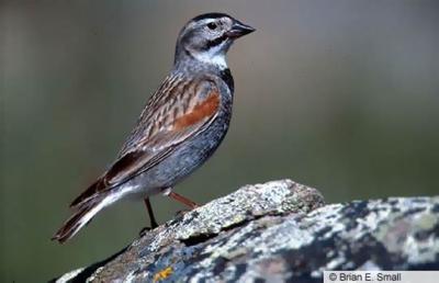 Mccown's Longspur