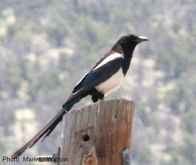 Black-Billed Magpie