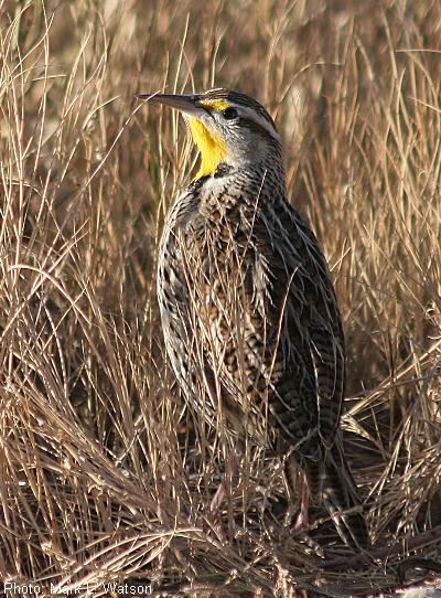 Western Meadowlark