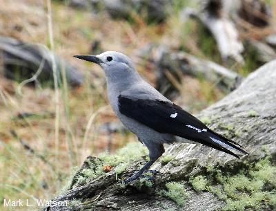 Clark's Nutcracker