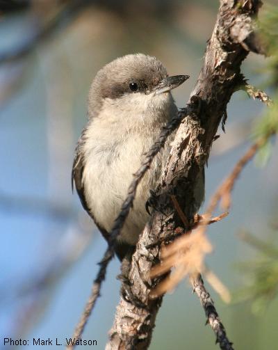 Pygmy Nuthatch