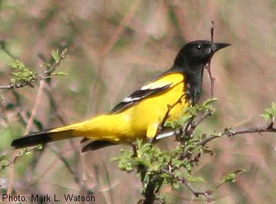 Scott's Oriole