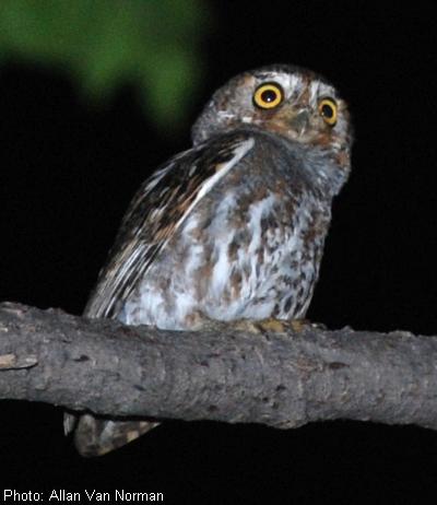 Elf Owl