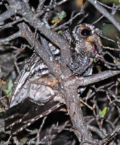 Flammulated Owl