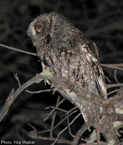 Whiskered Screech-Owl