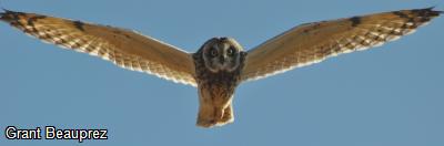 Short-Eared Owl