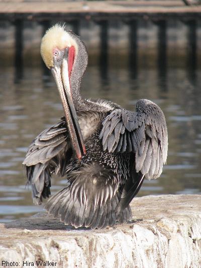 Brown Pelican