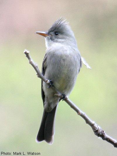 Greater Pewee