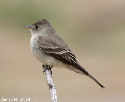 Western Wood-Pewee