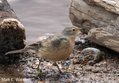 American Pipit