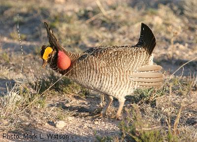 Lesser Prairie-Chicken