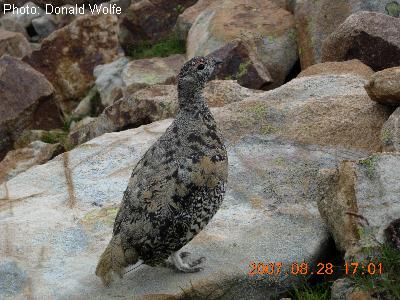 White-Tailed Ptarmigan