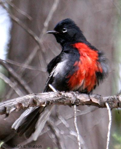 Painted Redstart