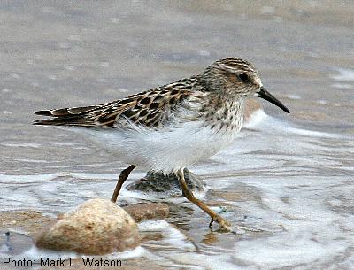 Western Sandpiper