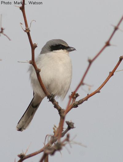 Loggerhead Shrike