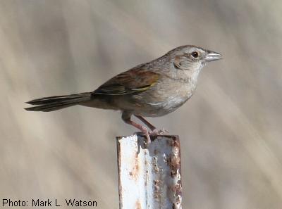 Botteri's Sparrow