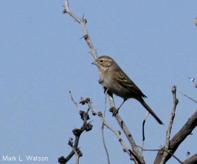 Brewer's Sparrow